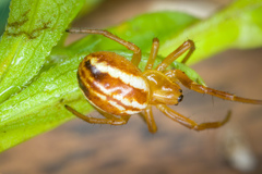 Araneus pratensis