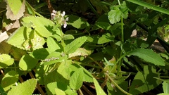 Stachys stebbinsii