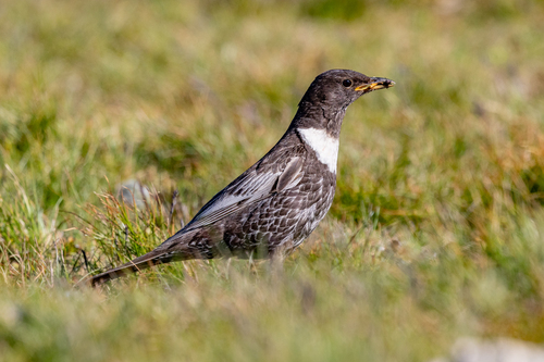 Ring Ouzel