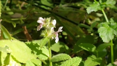 Stachys stebbinsii