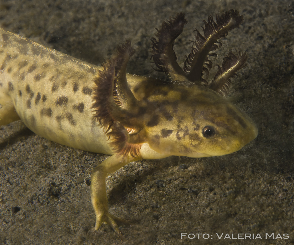 Taylor's Salamander from Laguna De Alchichica ( Laguna Azul ...