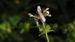 Stachys stebbinsii