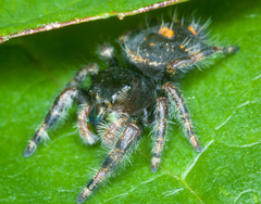 Phidippus audax