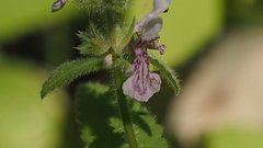 Stachys stebbinsii