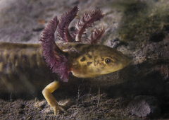 Ambystoma taylori