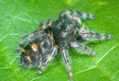 Phidippus audax