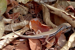 Trachylepis elegans