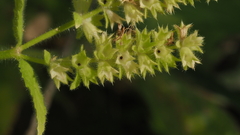 Stachys stebbinsii