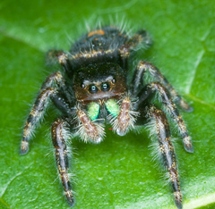 Phidippus audax