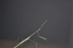 Schizocephala bicornis