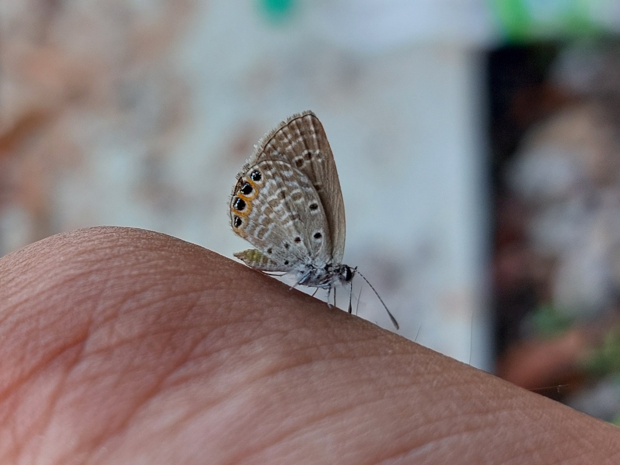 Orange-Spotted Grass Jewel