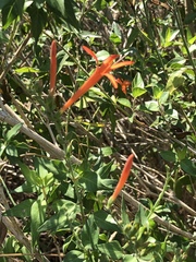 Anisacanthus quadrifidus wrightii