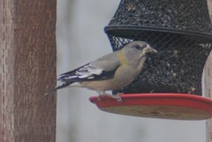 Coccothraustes vespertinus brooksi