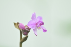 Spathoglottis