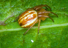 Araneus pratensis