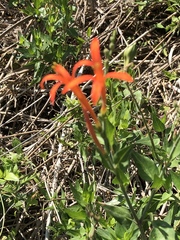 Anisacanthus quadrifidus wrightii