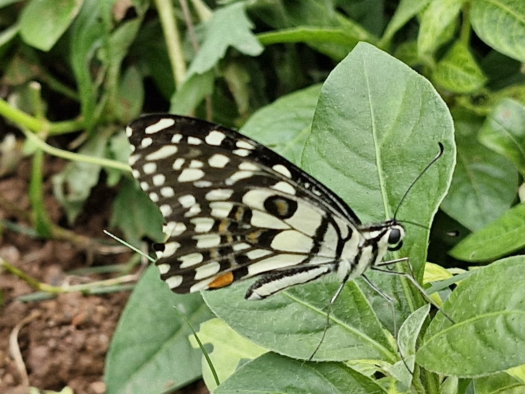 Lime Swallowtail