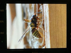 Euodynerus pratensis