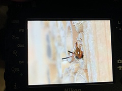 Euodynerus pratensis