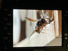 Euodynerus pratensis