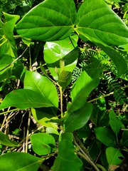 Planchonella obovata