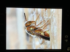 Euodynerus pratensis