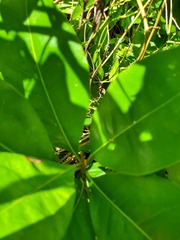 Planchonella obovata
