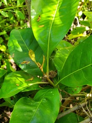 Planchonella obovata