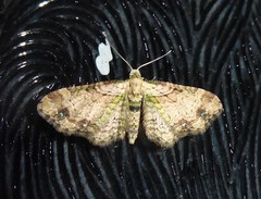 Chloroclystis sphragitis