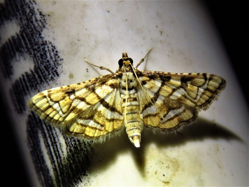 Magician Moth photo 4
