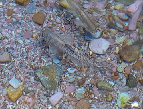 Longfin garra (Garra longipinnis) — Cyprinidae