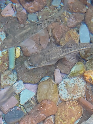 Longfin garra (Garra longipinnis) — Cyprinidae — 5
