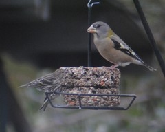 Coccothraustes vespertinus brooksi