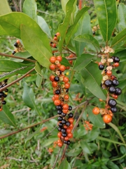 Citharexylum caudatum