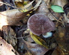 Entoloma violaceum