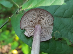 Entoloma violaceum