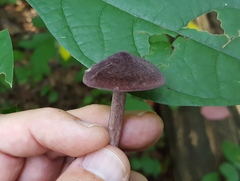 Entoloma violaceum