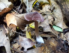 Entoloma violaceum