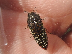 Acmaeodera haemorrhoa