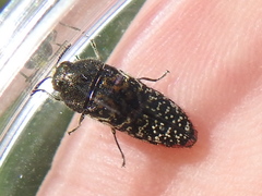 Acmaeodera haemorrhoa