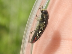 Acmaeodera haemorrhoa