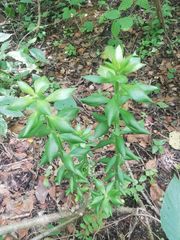 Pereskiopsis kellermanii