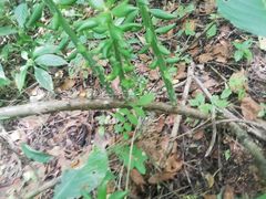 Pereskiopsis kellermanii