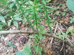 Pereskiopsis kellermanii