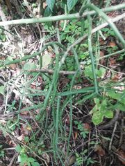 Pereskiopsis kellermanii
