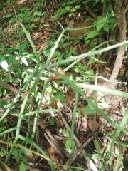 Pereskiopsis kellermanii