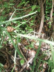 Pereskiopsis kellermanii