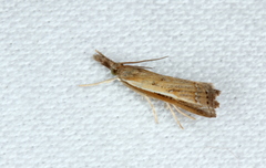 Ptochostola microphaeellus