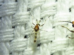 Coelotanypus tricolor