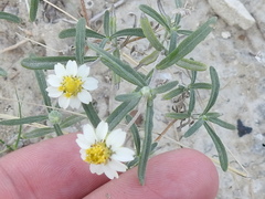 Melampodium cinereum